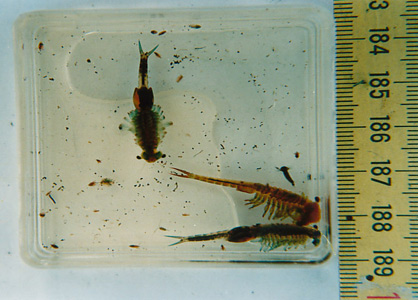 Urzeitkrebs Eubranchipus (Siph.) grubii