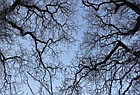 Winterb&auml;ume