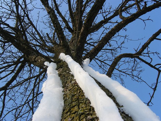 Schnee am Baum