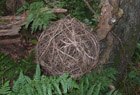 Landart organisch