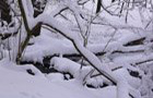 Winter im S&uuml;ntel