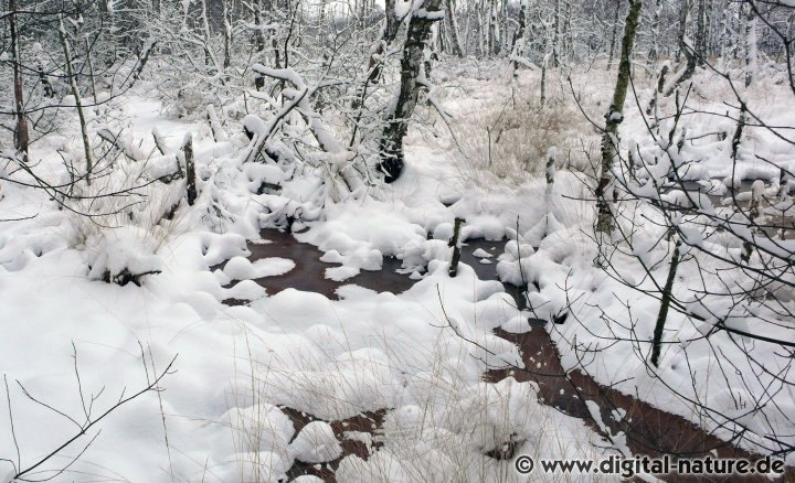 Schnee im Moorbiotop