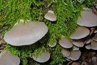 Gallertfleischiges Stummelf&uuml;&szlig;chen