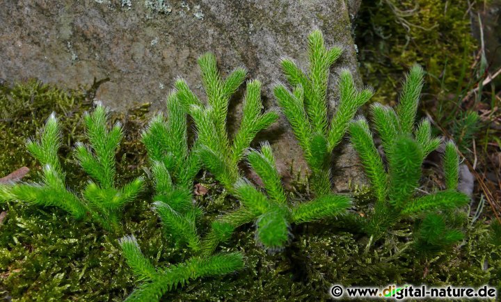 In der Naturheilkunde wird Lycopodium clavatum bei Verdauungsproblemen verwendet