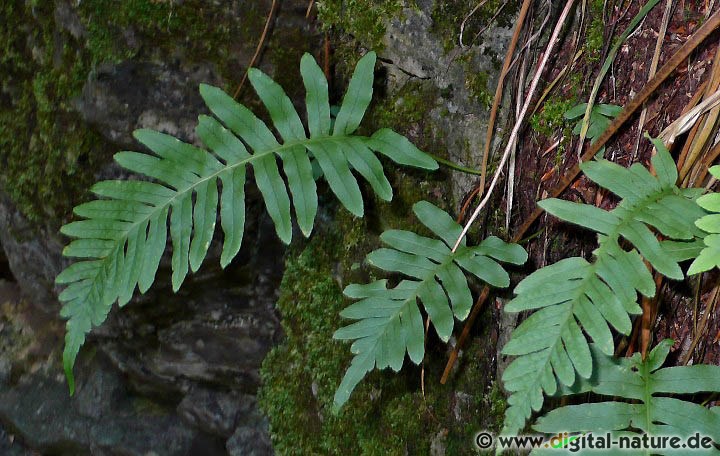 Polypodium vulgare ist sowohl bodenlebend als auch epiphytisch zu finden