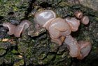 Buchen-Gallertkreisling
