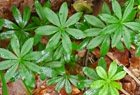 Waldmeister