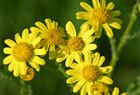 Saatwucherblume