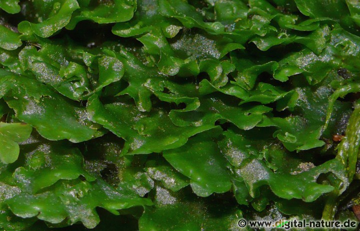 Pellia epiphylla wächst an feuchten und schattigen Bachrändern