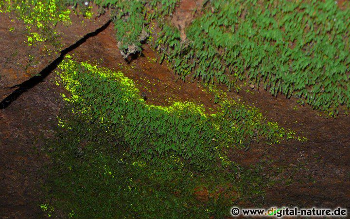 Das seltene Leuchtmoos wächst an schattigen Standorten, in Höhlen oder Felsspalten