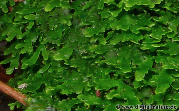 Korallenmoos oder Mini-Pelliamoos (Riccardia chamedryfolia)