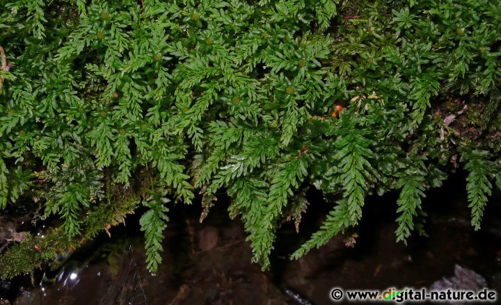 Das Bogensternmoos wächst an Wegrändern oder in feuchten Wäldern