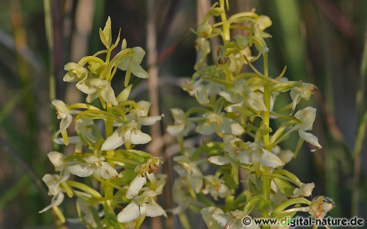 Platanthera chlorantha blüht von Mitte Mai bis Juni auf Feuchtwiesen