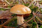 Kuhr&ouml;hrling