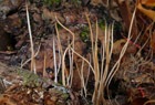 Binsen-R&ouml;hrenkeule