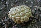 Unbestimmte Pilze
