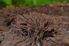 Stemonitis splendens