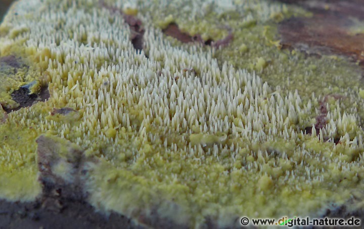 Fadenstachelpilz Mycoacia uda Substrate