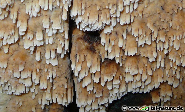 Mycoacia nothofagi - Fruchtkörper und Merkmale