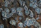 Mollisia Weichbecherchen