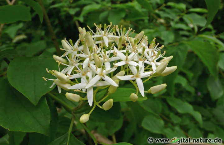Cornus sanguinea findet man in lichten Wäldern oder im Hecken-Biotop