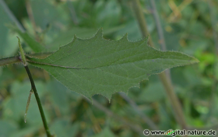 Die jungen Rainkohl-Blätter sind essbar und können in Salaten verwendet werden