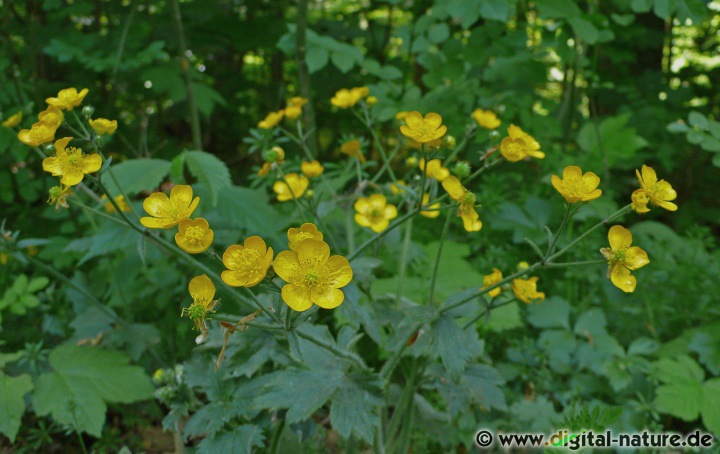 Ranunculus lanuginosus wächst bevorzugt in Laub- oder Mischwäldern