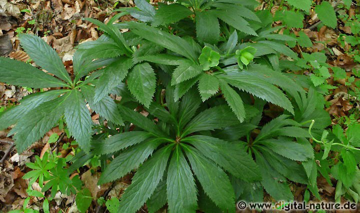 Helleborus viridis wächst in Laubwäldern auf nährstoffreichen Böden