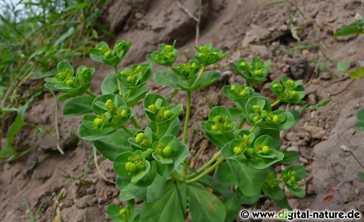 Euphorbia helioscopia wächst an landwirtschaftlichen Nutzflächen