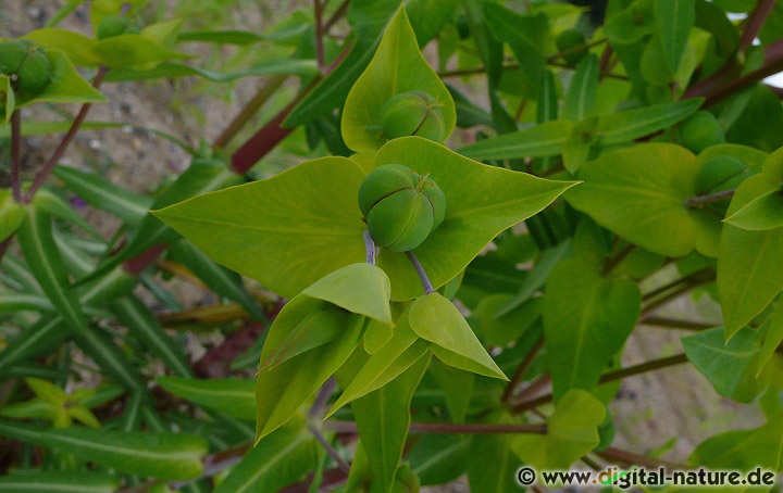 Euphorbia lathyris ist ursprünglich in Asien beheimatet