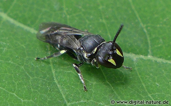 Reseden-Maskenbiene Hylaeus signatus Weibchen