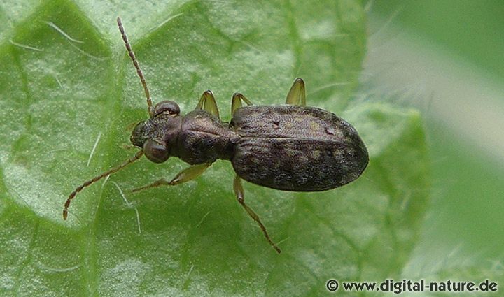 Asaphidion flavipes Gruppe