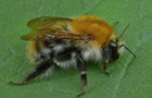 Ackerhummel