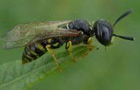 Bienenwolf