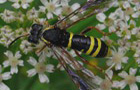Gelbschwarze Blattwespe