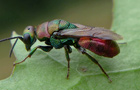 Goldwespe Hedychrum rutilans