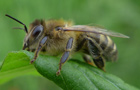 Westliche Honigbiene