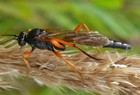 Limerodops Schlupfwespe