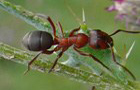 Blutrote Raubameise
