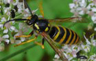 Waldwespe
