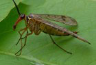 Panorpa germanica