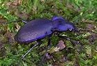 Blauvioletter Wald-Laufk&auml;fer