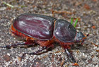 Nashornk&auml;fer