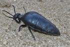 Schwarzblauer &Ouml;lk&auml;fer