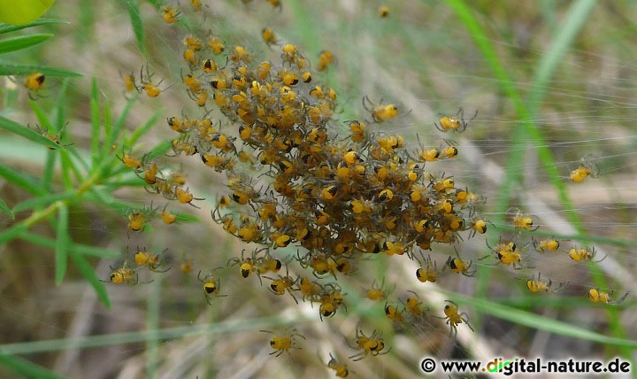Jungspinnen Kolonie beim Wunstorfer Moor