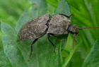 Mausgrauer Sandschnellk&auml;fer 