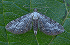 Eupithecia succenturiata