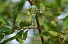 Gr&uuml;ne Mosaikjungfer