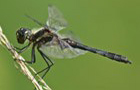 Heimische Segellibellen