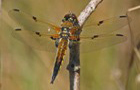 Vierflecklibelle